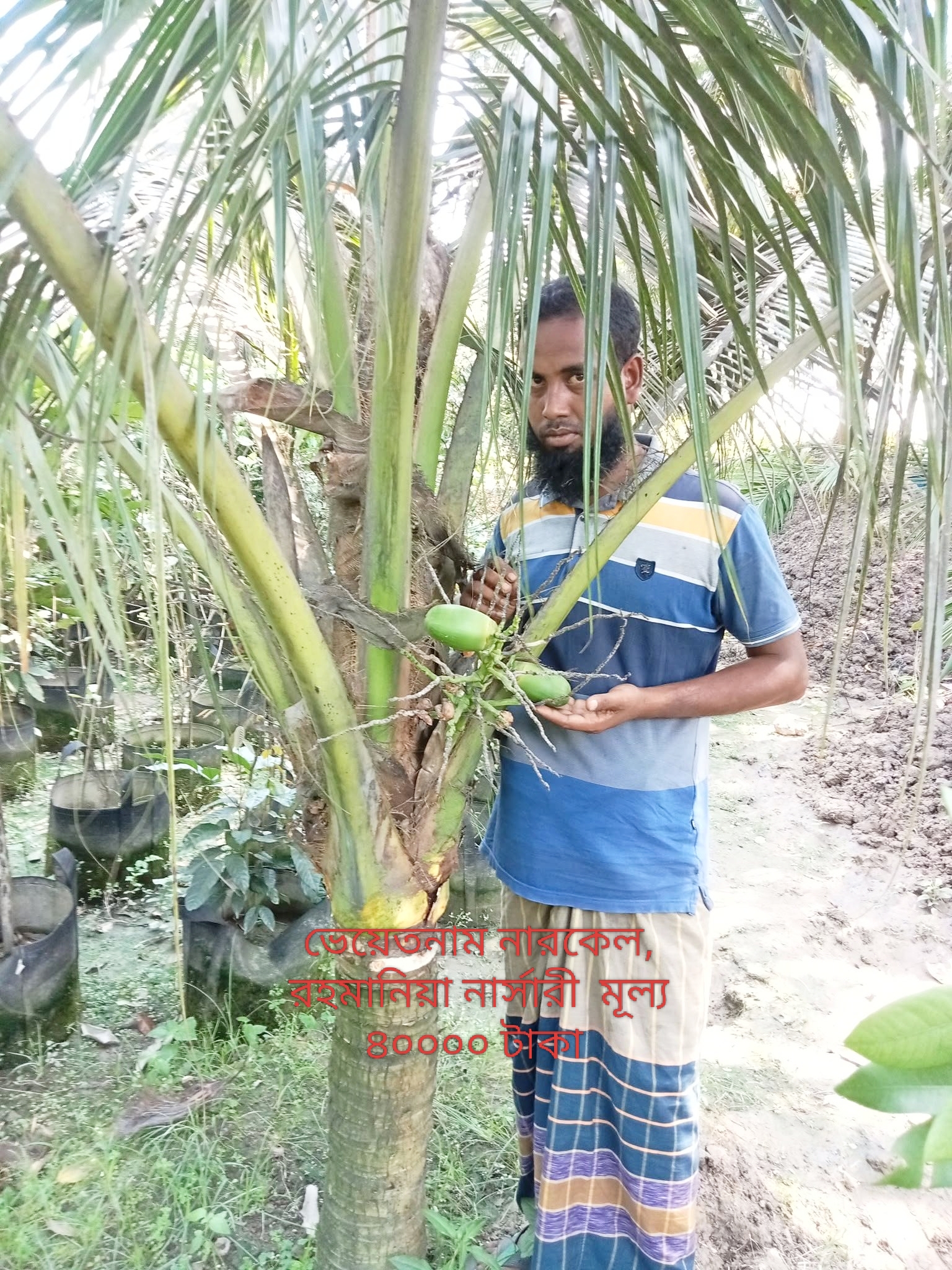 ভেয়েতনাম নারকেল চারা 