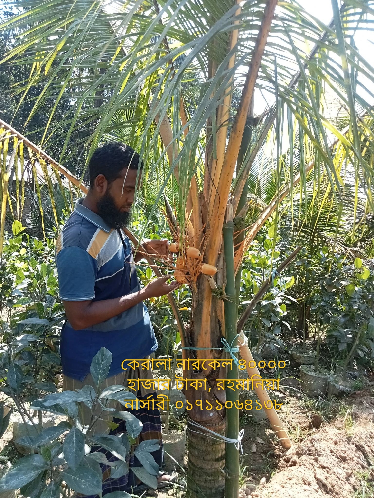 কেরোলা নারকেল 