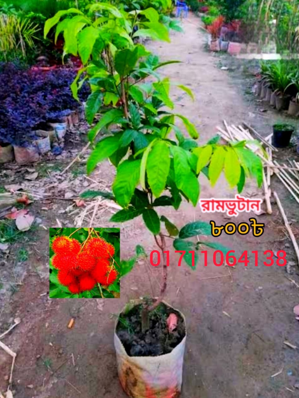 রামবুটান 